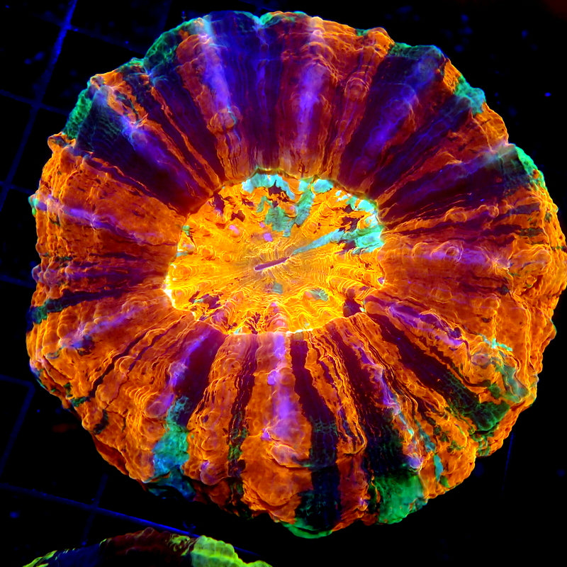 Ultra Primium Rainbow Acantho