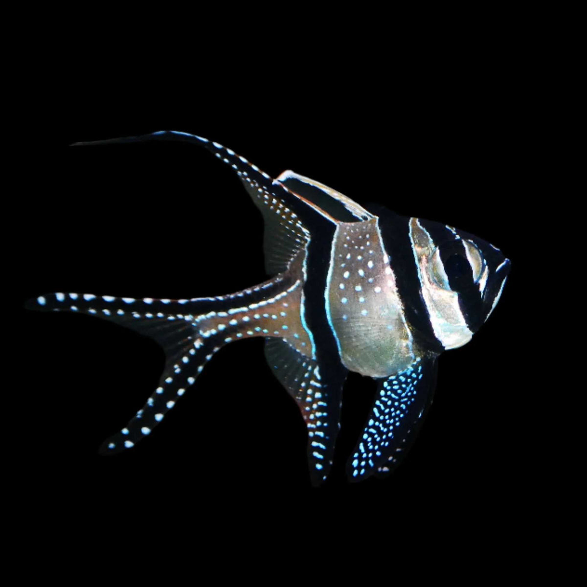 Biota CB Banggai Cardinalfish