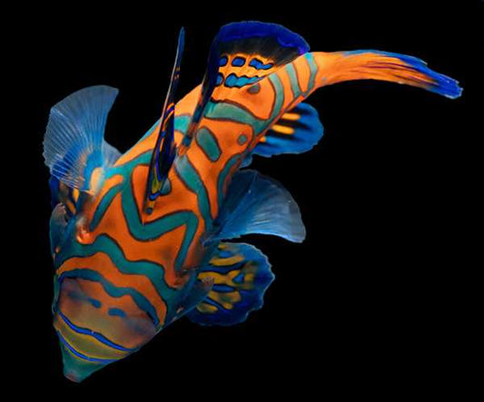 Biota CB Blue Mandarin Fish