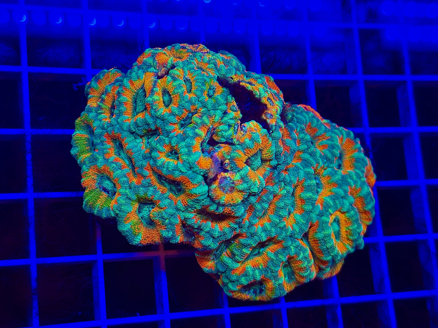 Mother Gaia Malay Acan