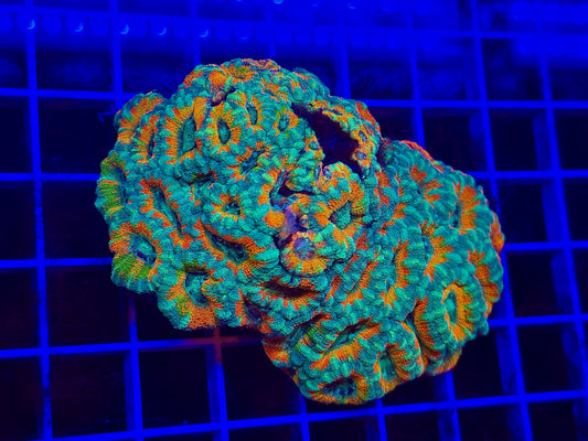 Mother Gaia Malay Acan (low grafting)