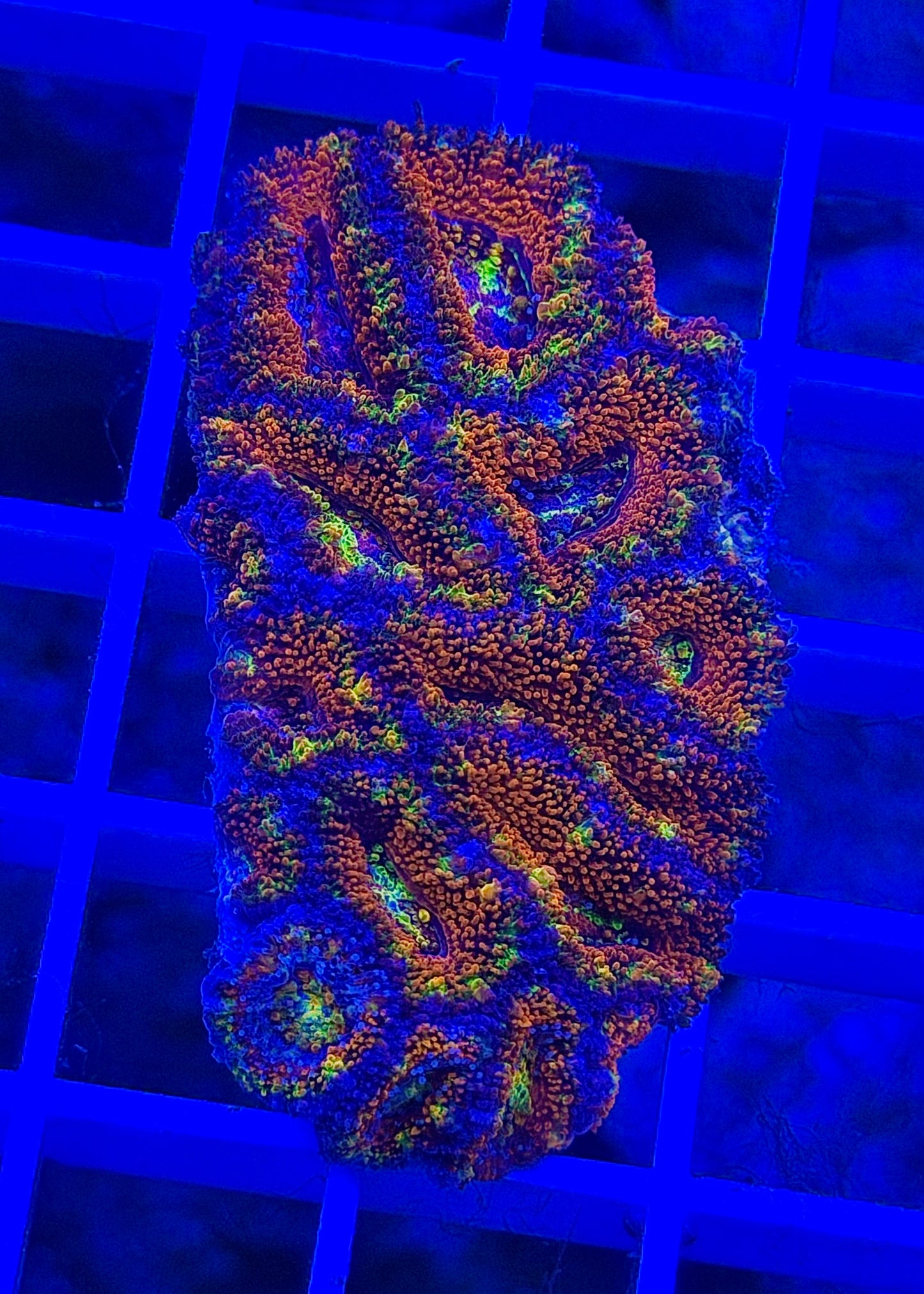Super Ultra Rainbow Aussie Acan