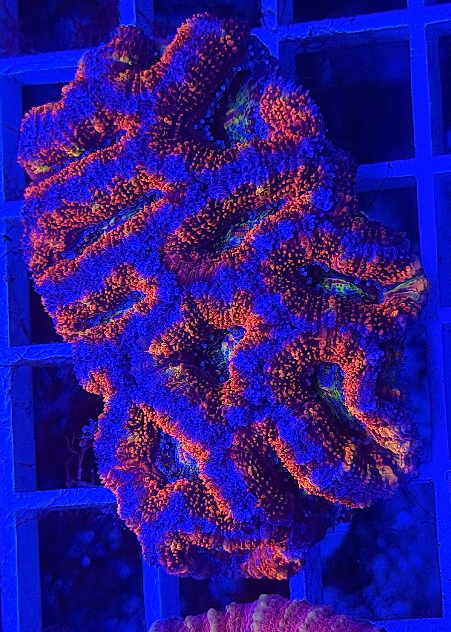 Super Ultra Rainbow Aussie Acan