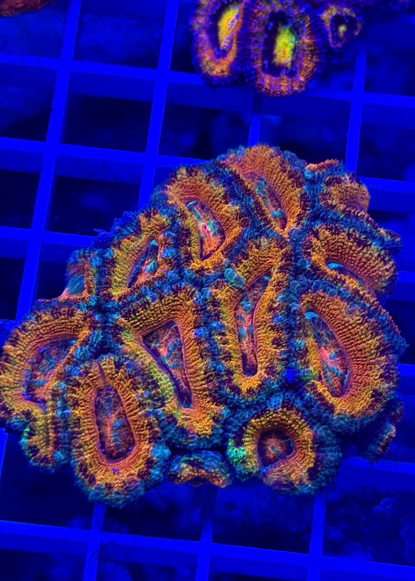 Super Ultra Rainbow Aussie Acan