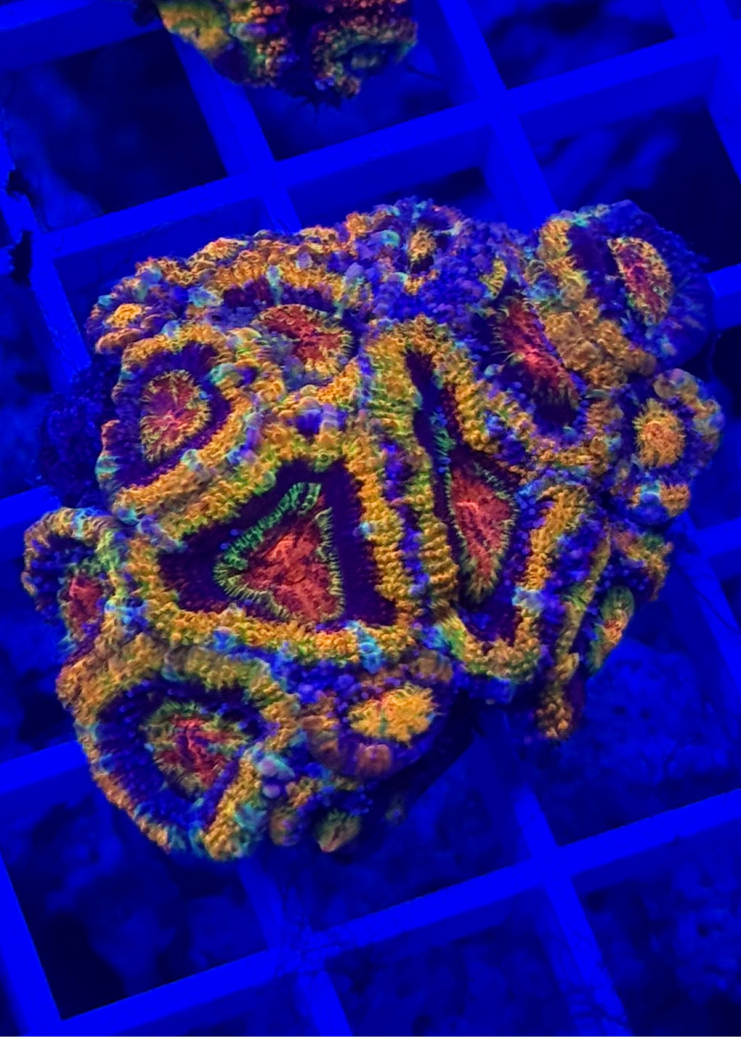 Super Ultra Rainbow Aussie Acan