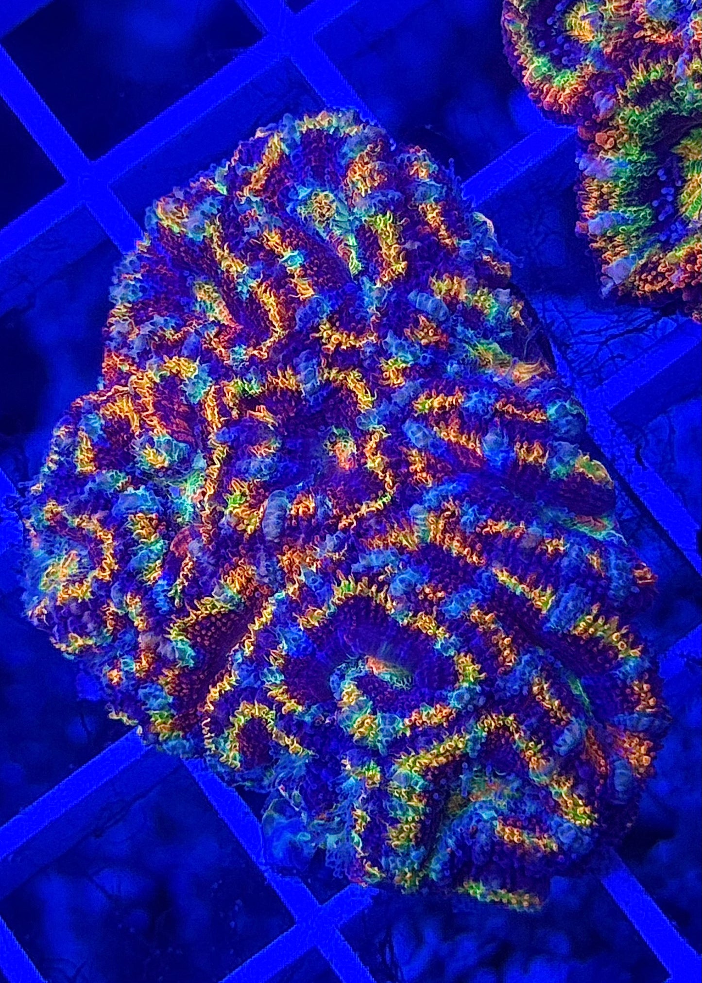Super Ultra Rainbow Aussie Acan