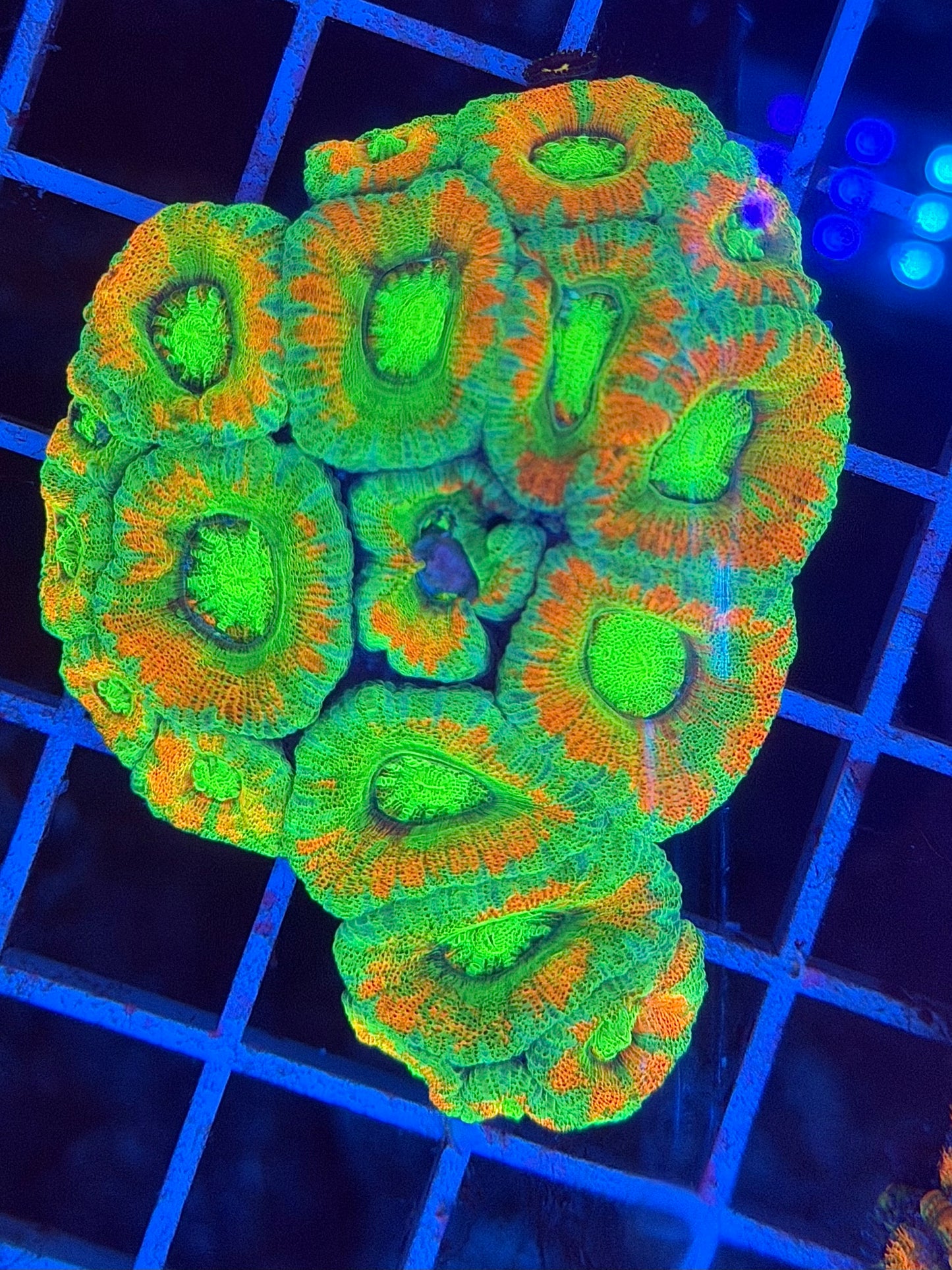 TPZ Apocalypse Asian Acan
