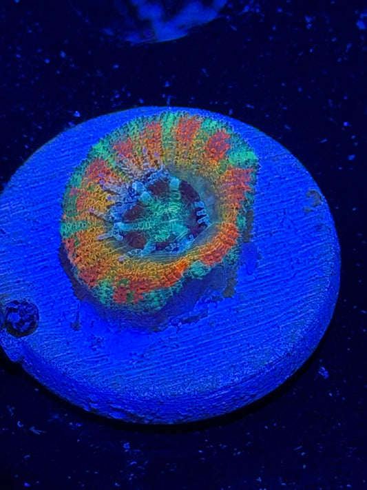 Mother Gaia Malay Acan