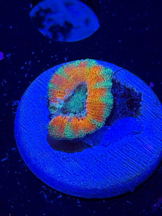Mother Gaia Malay Acan