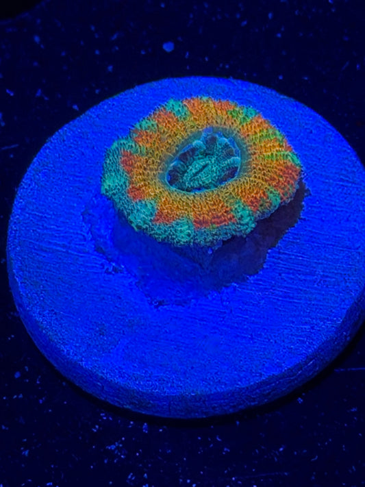 Mother Gaia Malay Acan