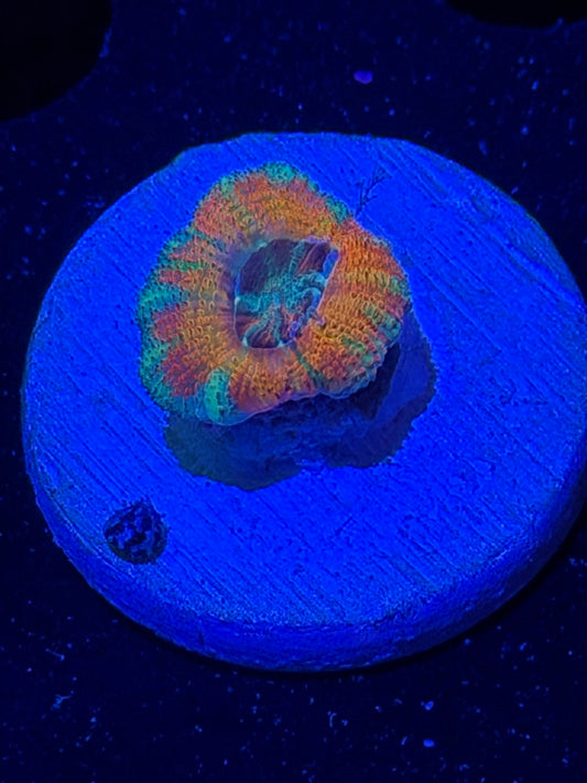 Mother Gaia Malay Acan