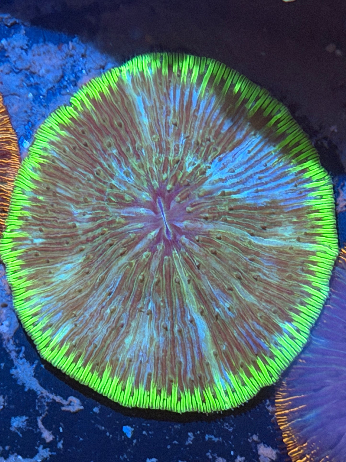 Green Ring Fungia Plate Coral