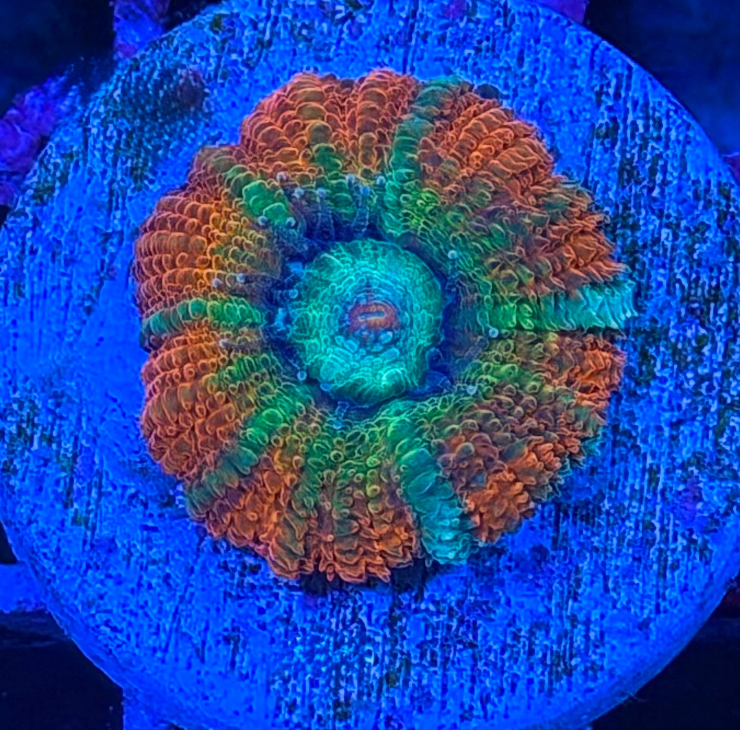 Rainbow Shockwave Aussie Acan