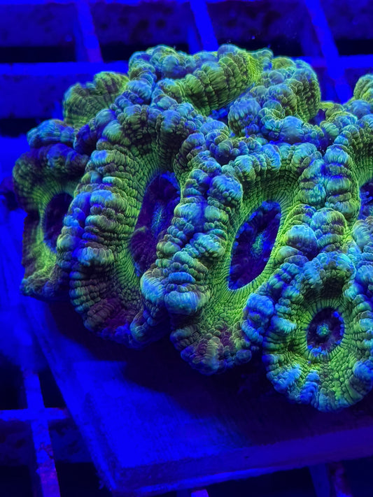 Bridezilla Glitter Acan