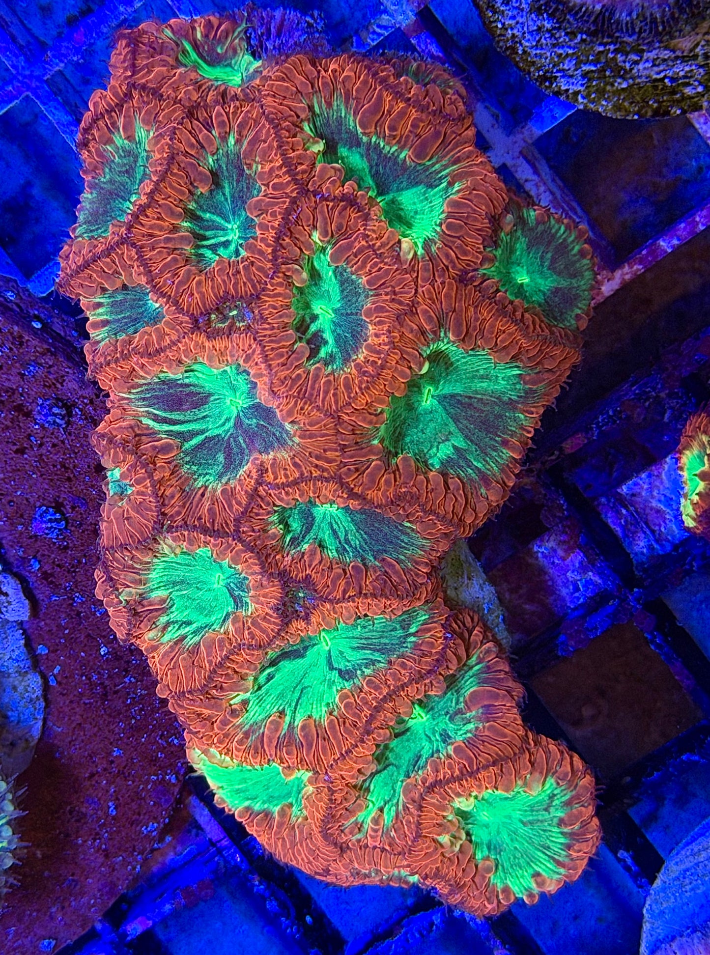 Show Size Paint Splatter Blasto Colony