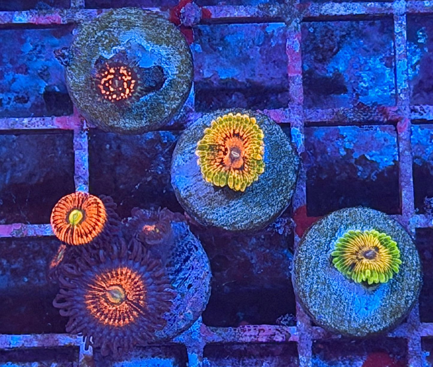Zoa Pack