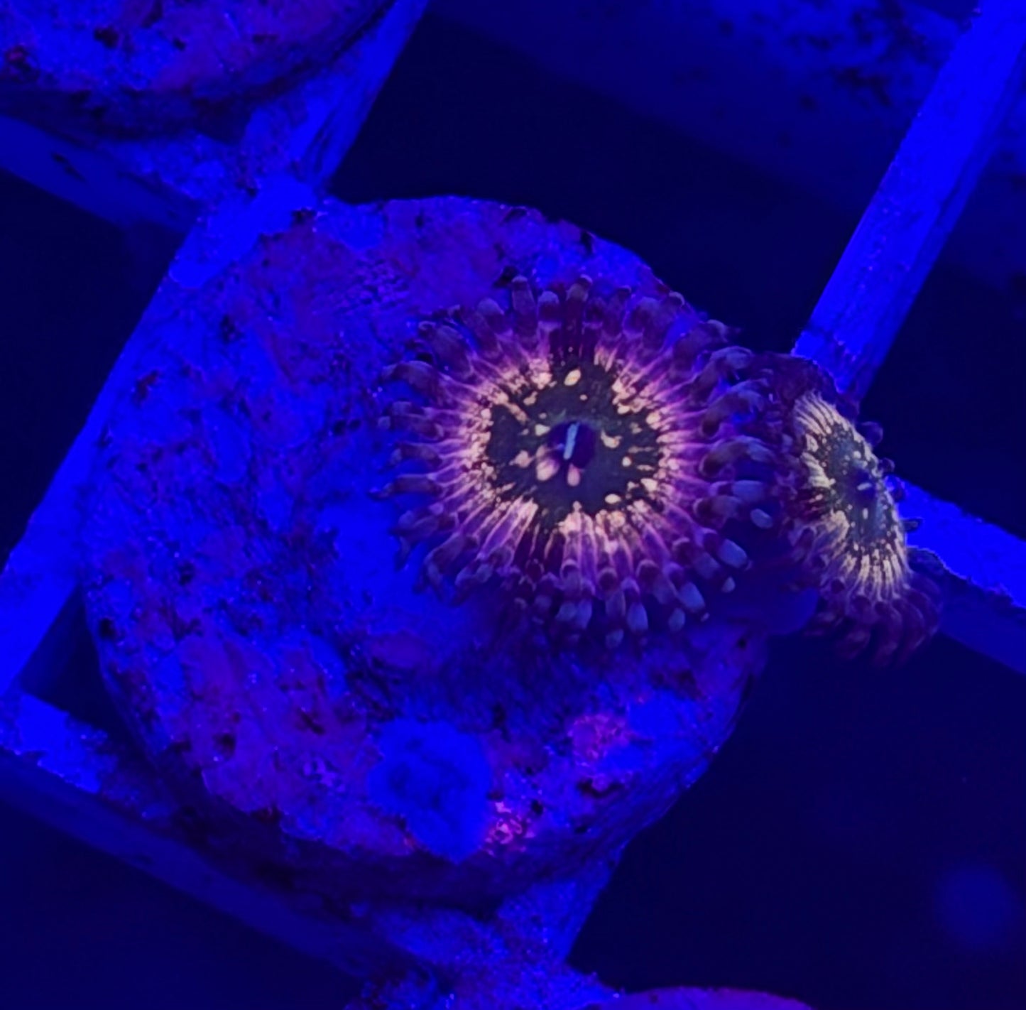 Double Monster's Inc Zoa