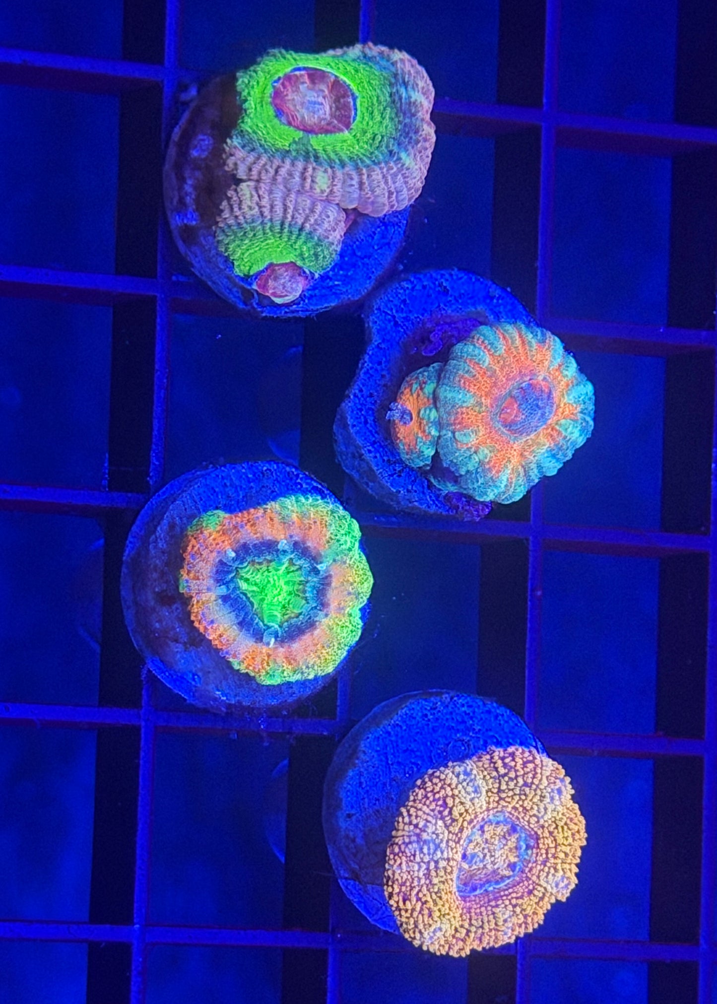 Baller Asian Acan Pack