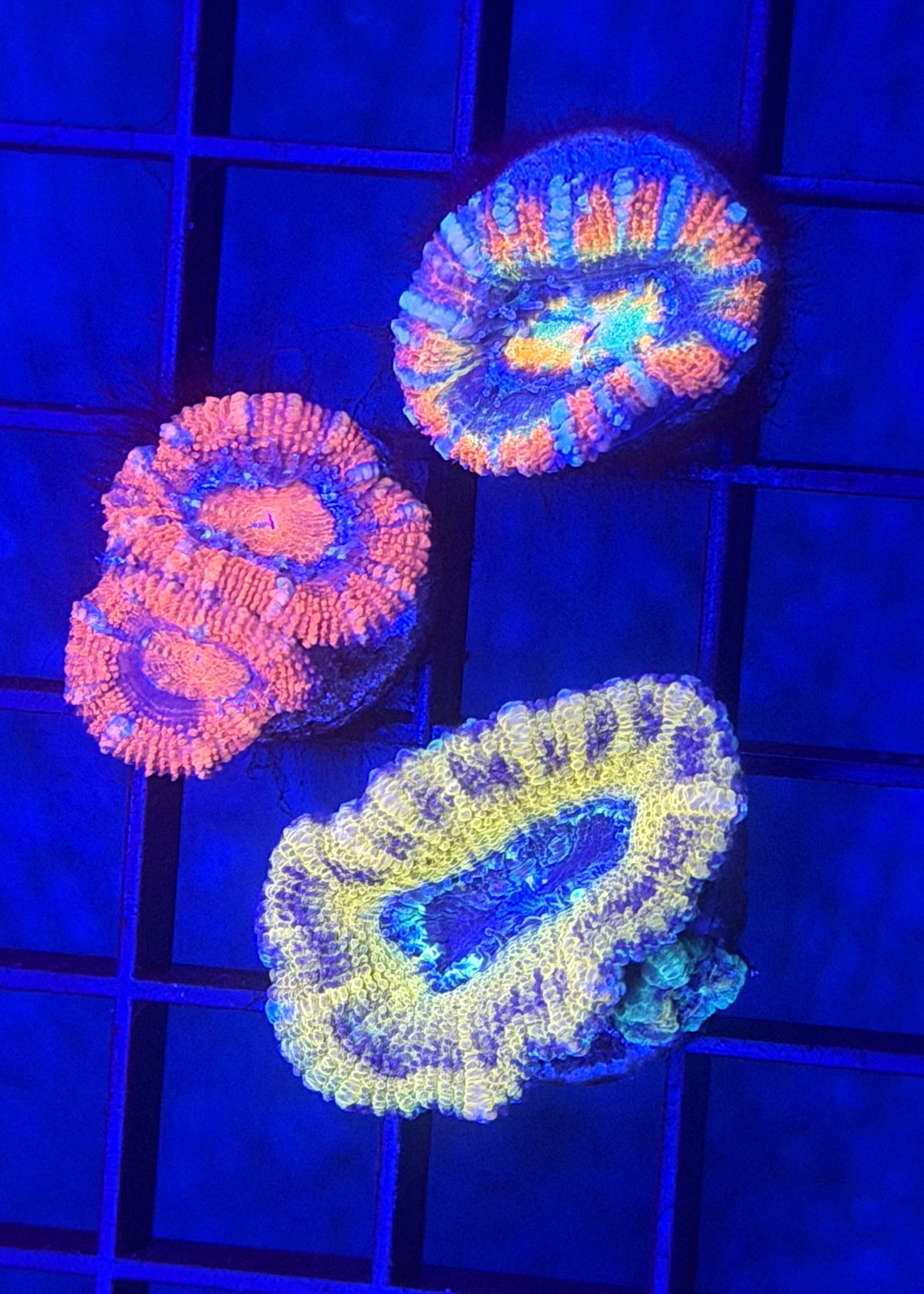 Aussie Acan Pack