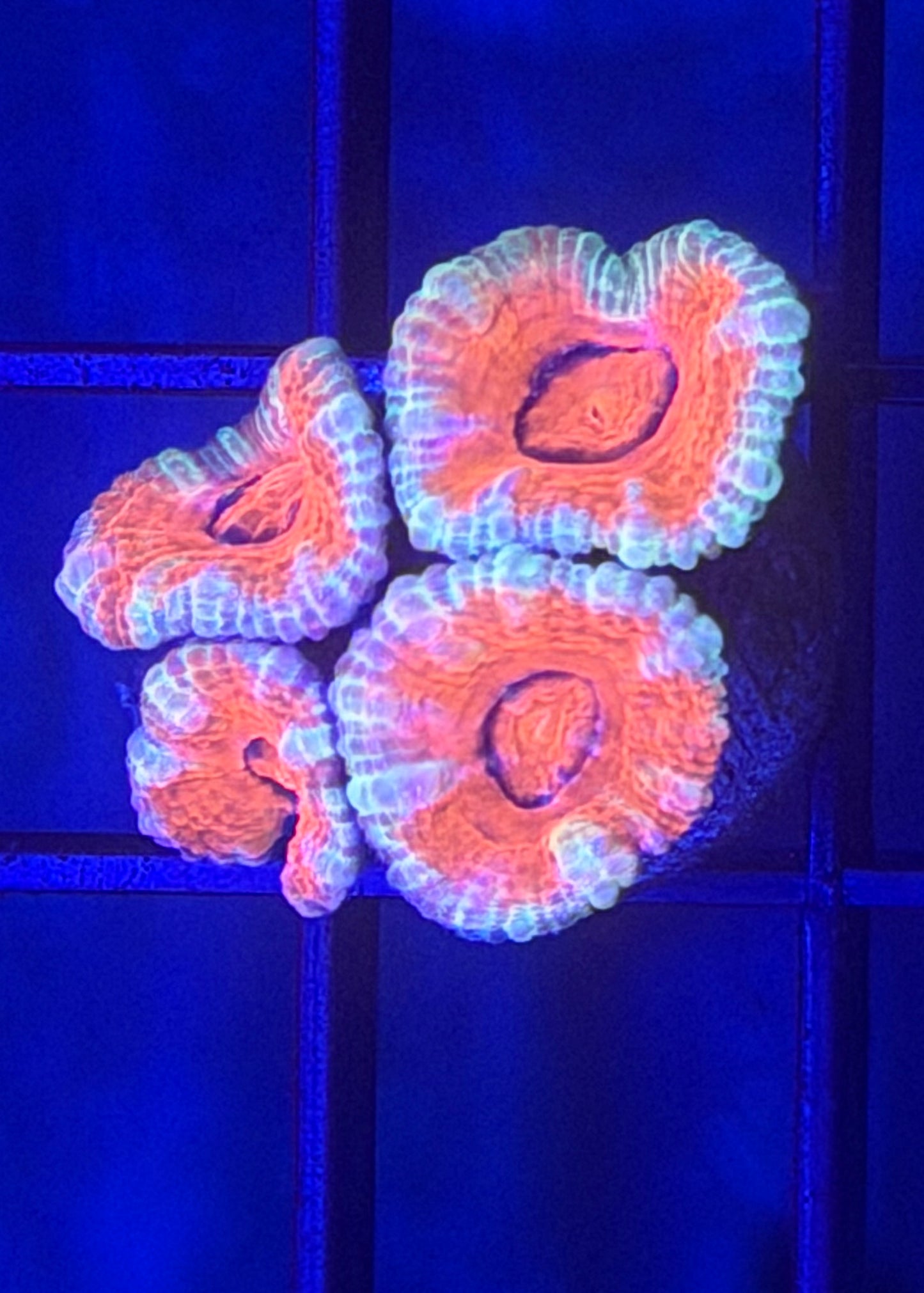 TPZ Sweet Hearts Aussie Acan