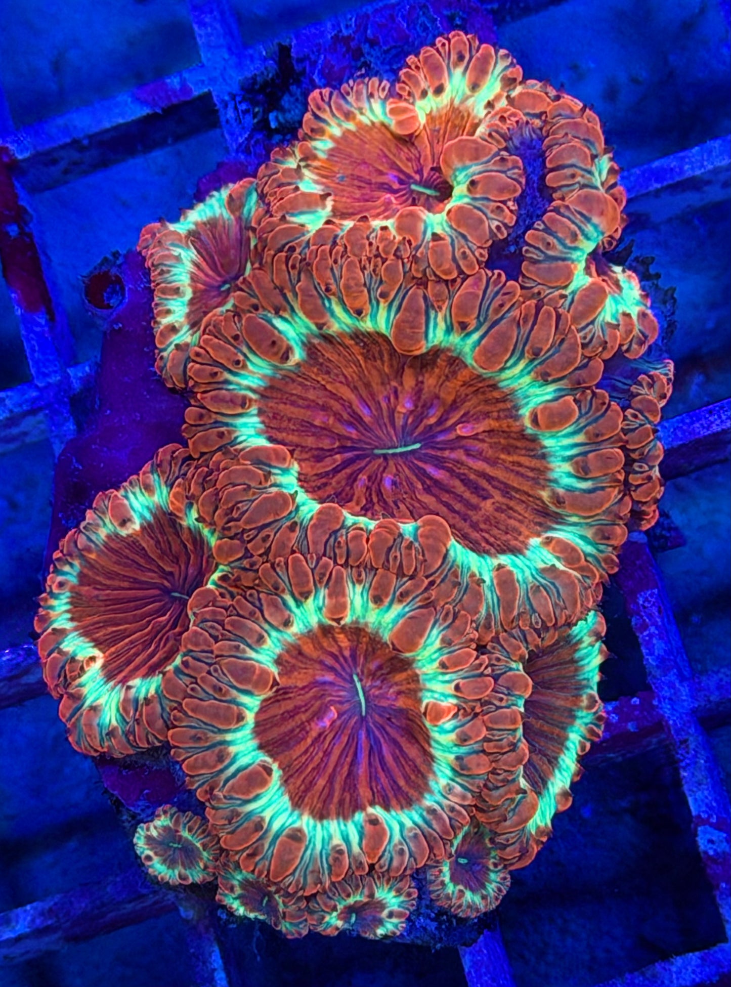 Red & Yellow Blasto Colony