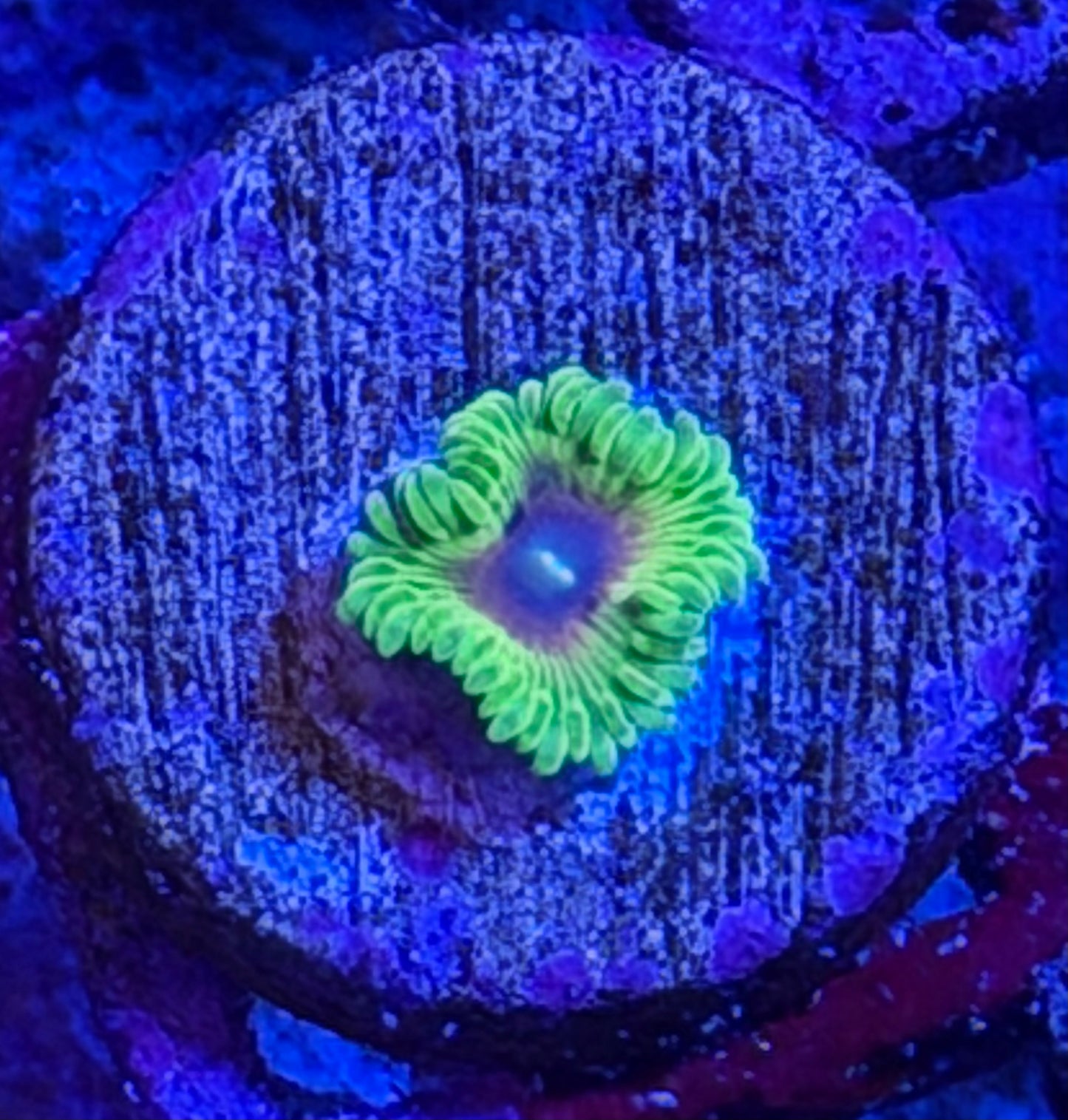 Oscar The Grouch Zoa