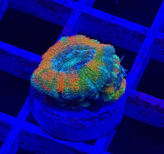 Mother Gaia Malay Acan (High Graft w/ Babies)