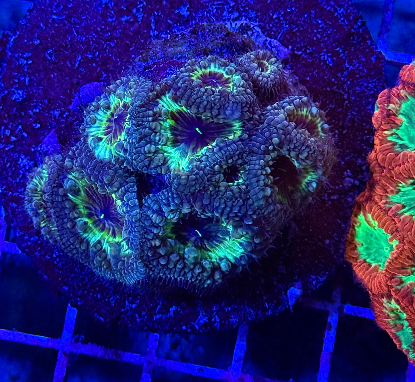 Maricultured Yellow Ringed Blasto Colony