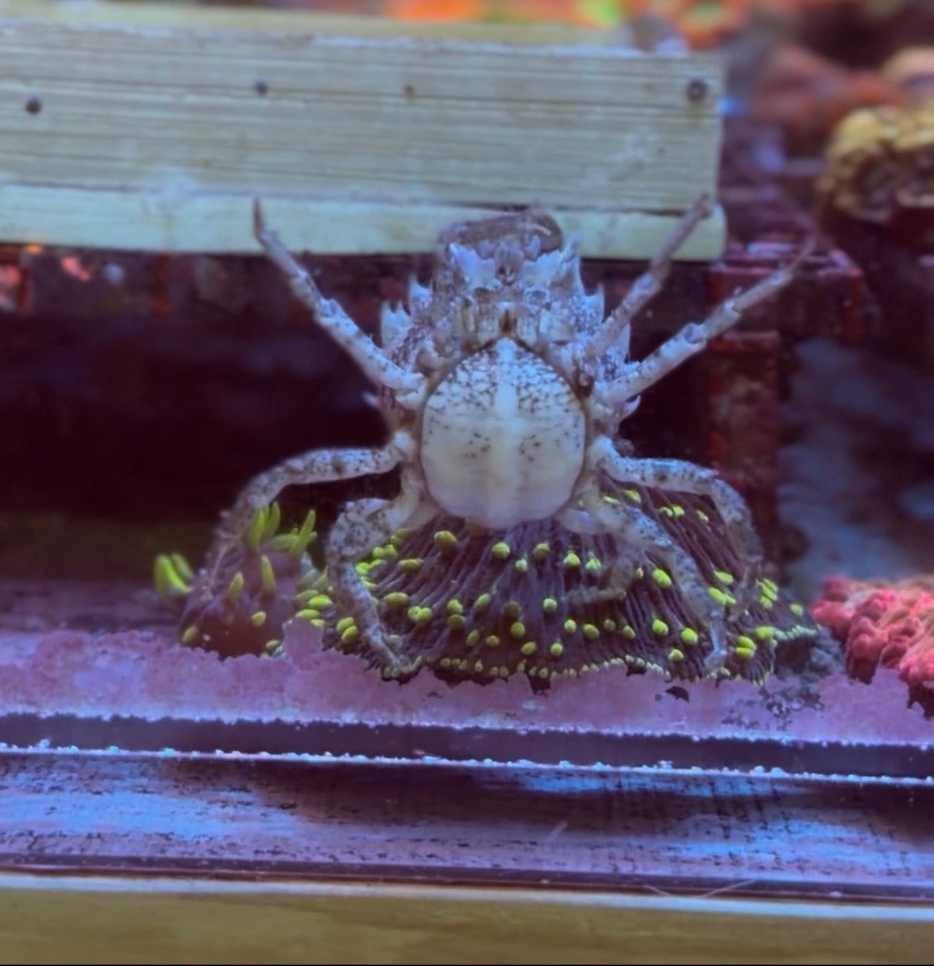 Pitho Crabs