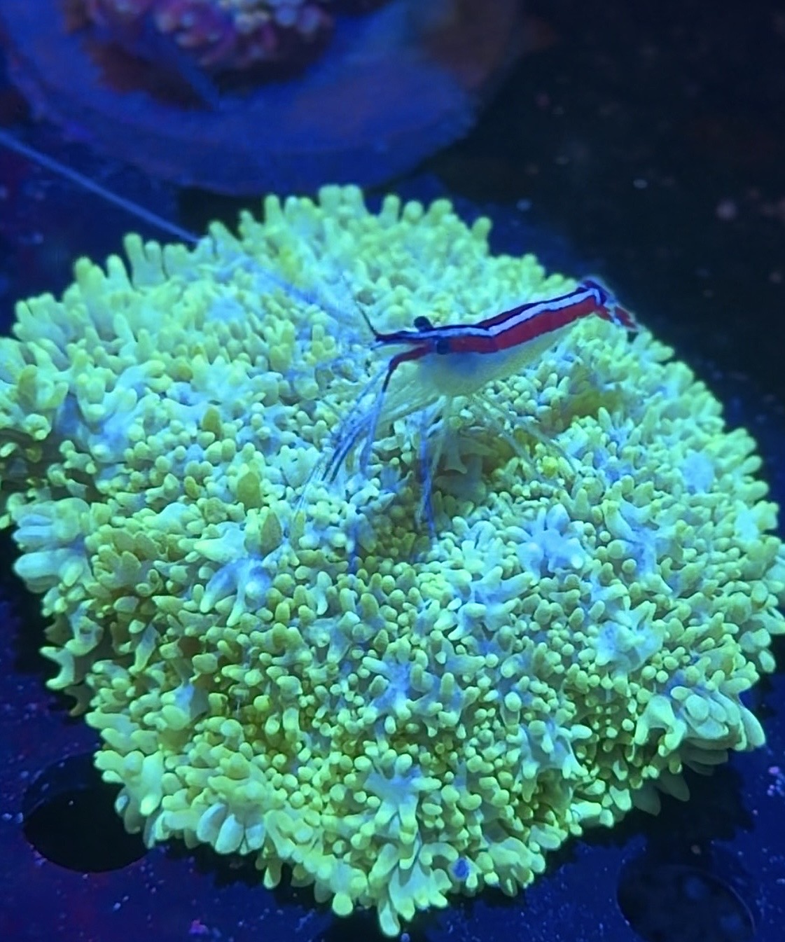 Cleaner Shrimps