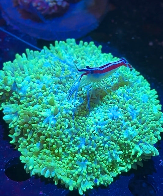 Cleaner Shrimps