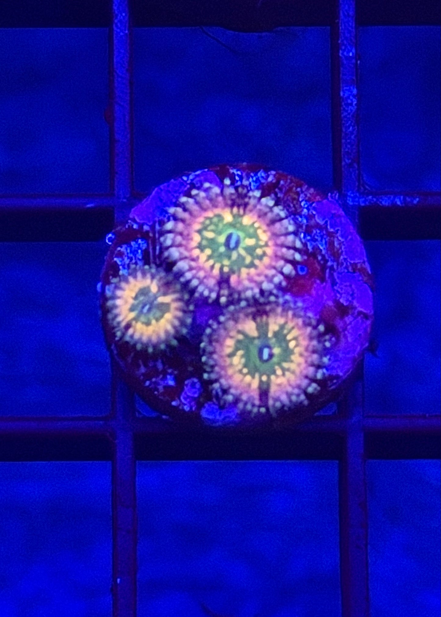 CK Monser's Inc Zoa