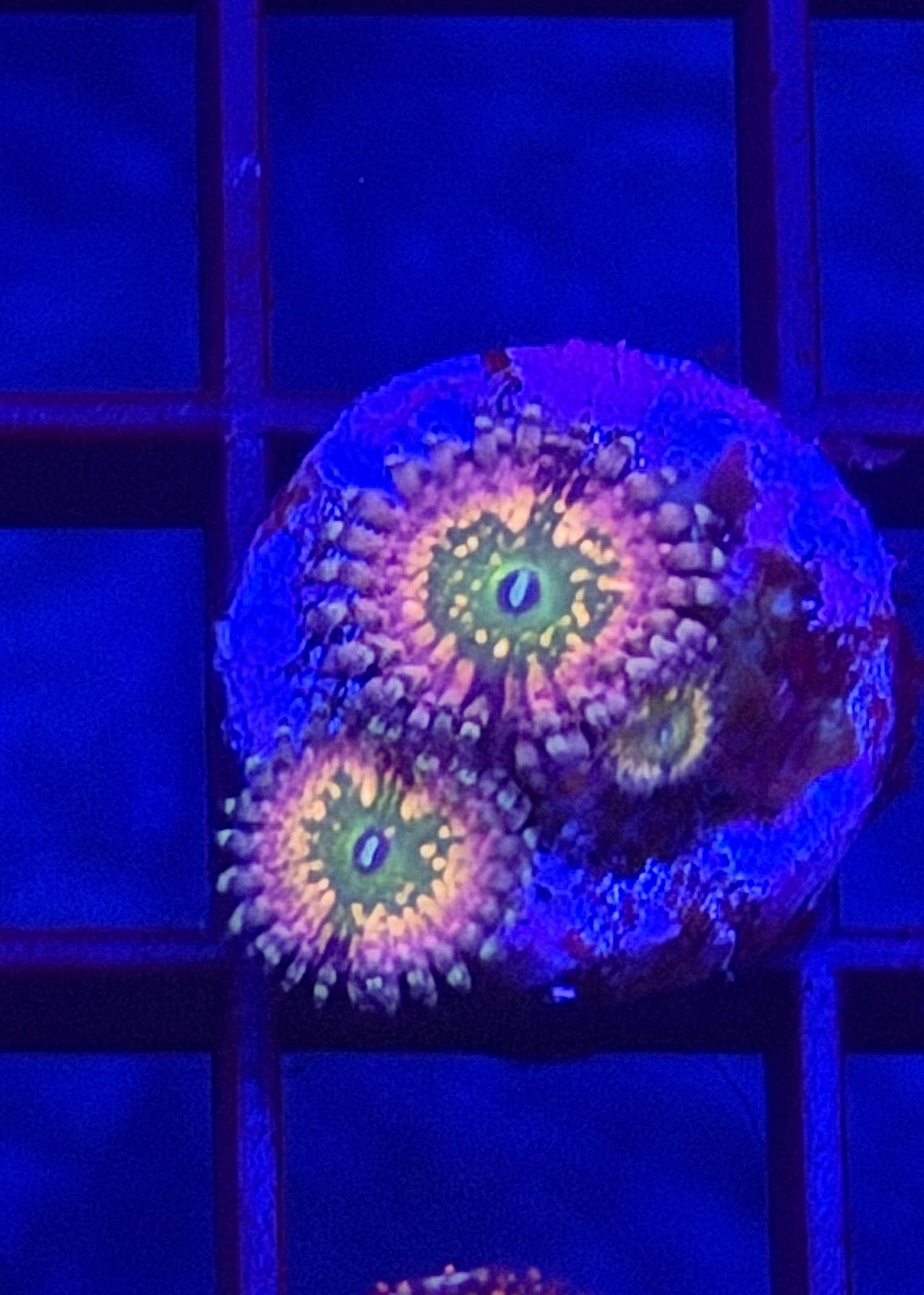 CK Monser's Inc Zoa