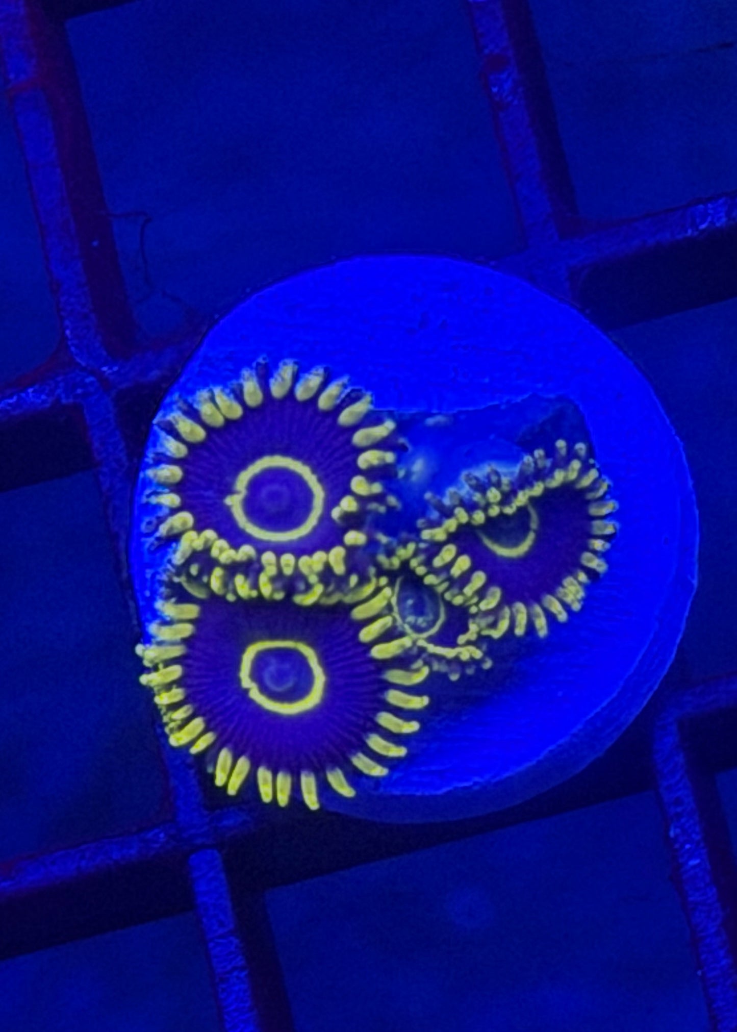 Purple Hornet Zoa