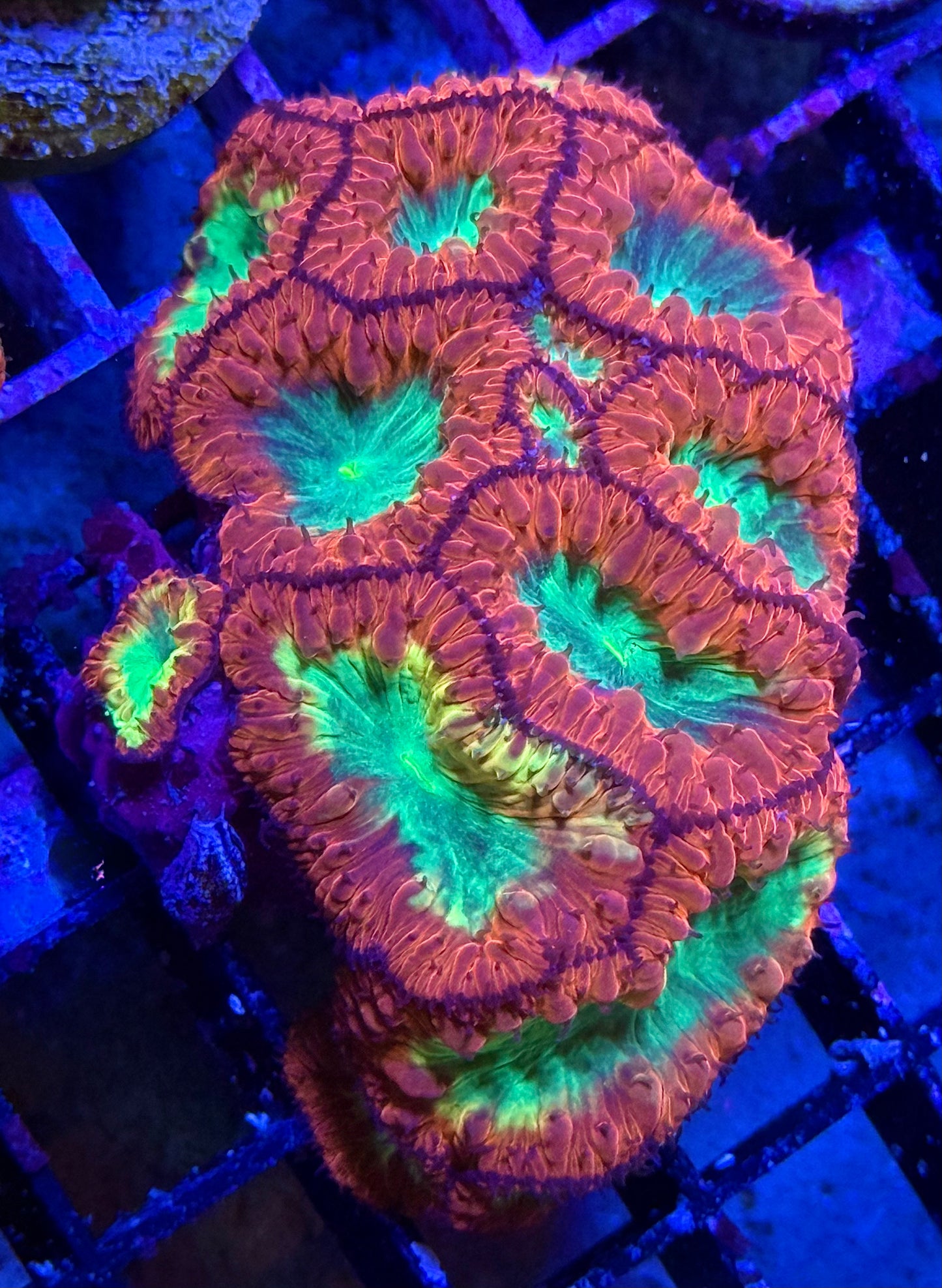 Yellow Skirt Grafted Blasto Colony