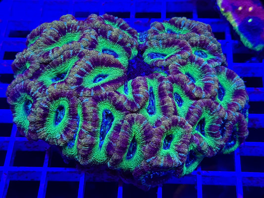 Jedi Mind Trick Asian Acan