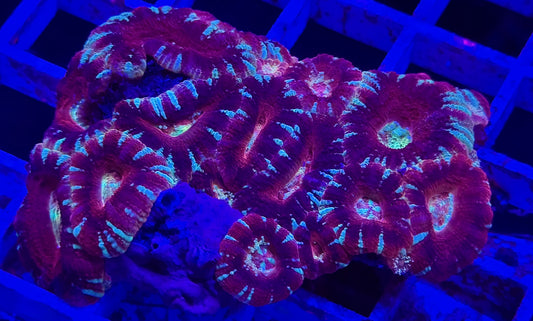 Suga Plum Asian Acan