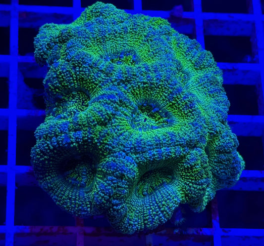 Limoncello Glitter Asian Acan