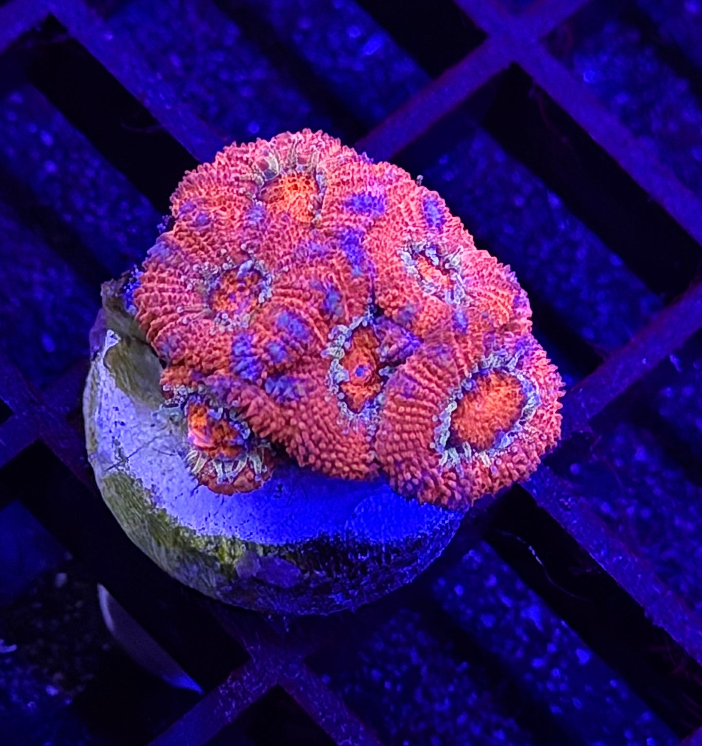 Cupid's Bow Micromussa