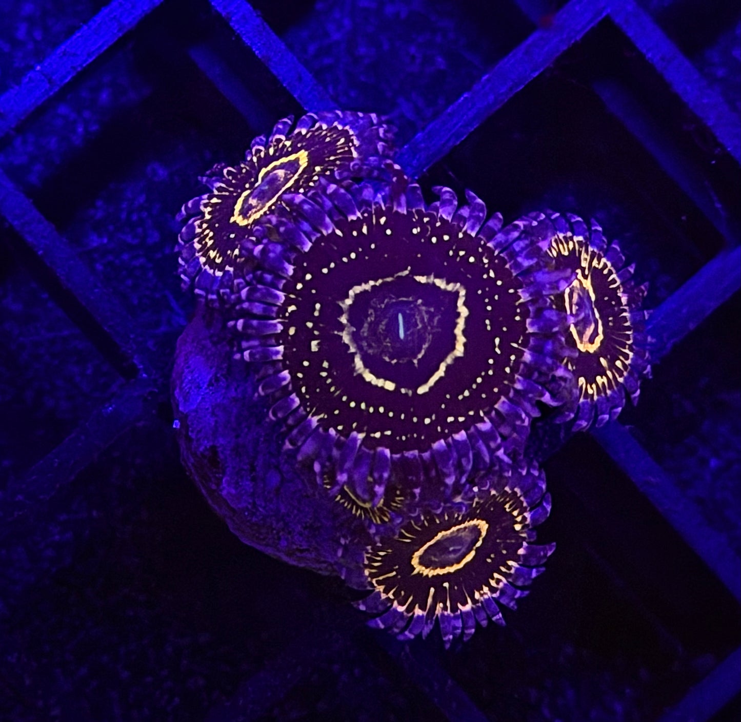 Indestructible Stratosphere Zoa (5 Polyp)
