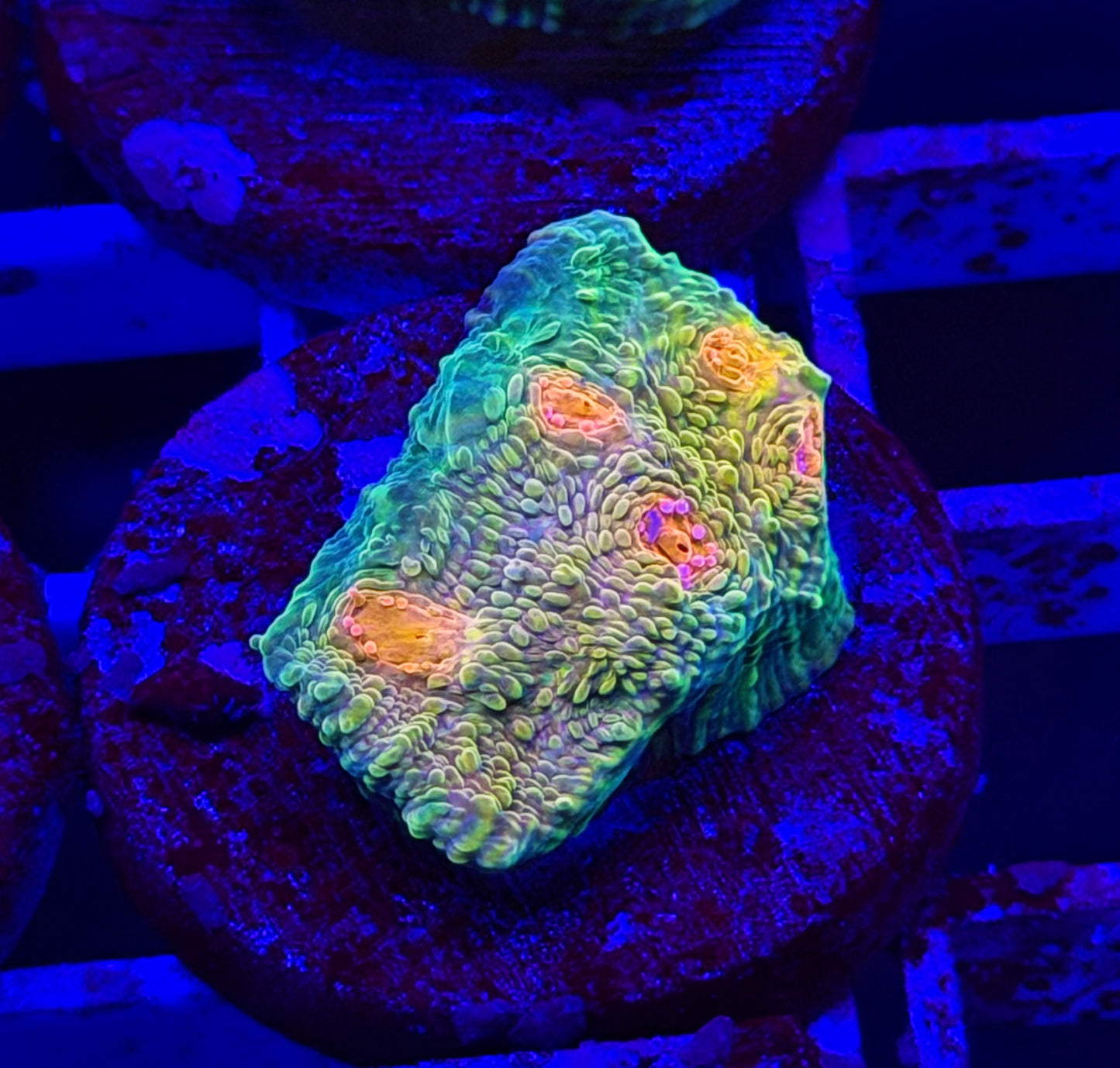 Meltdown Type Mummy Eye Chalice