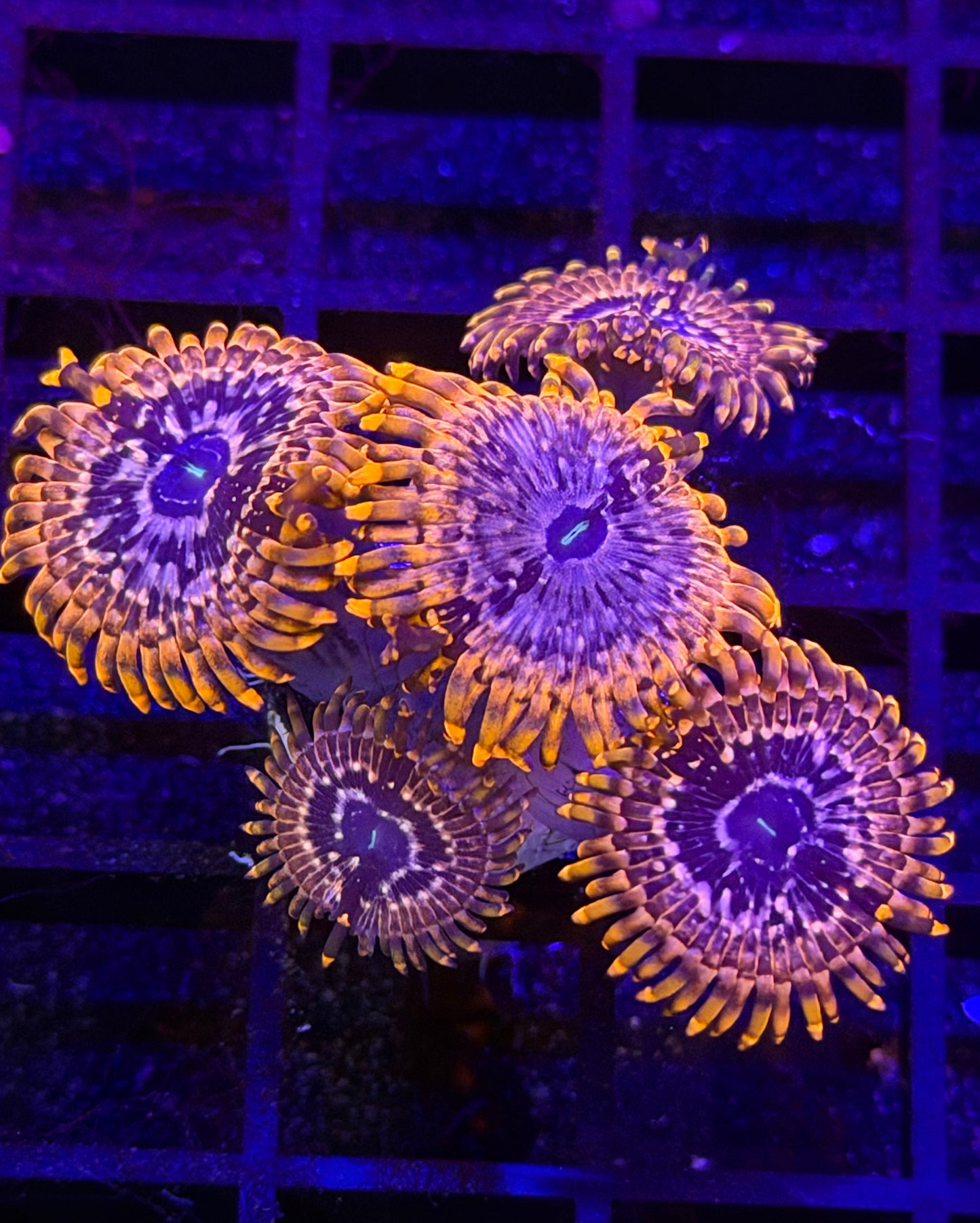 Utter Chaos Zoa