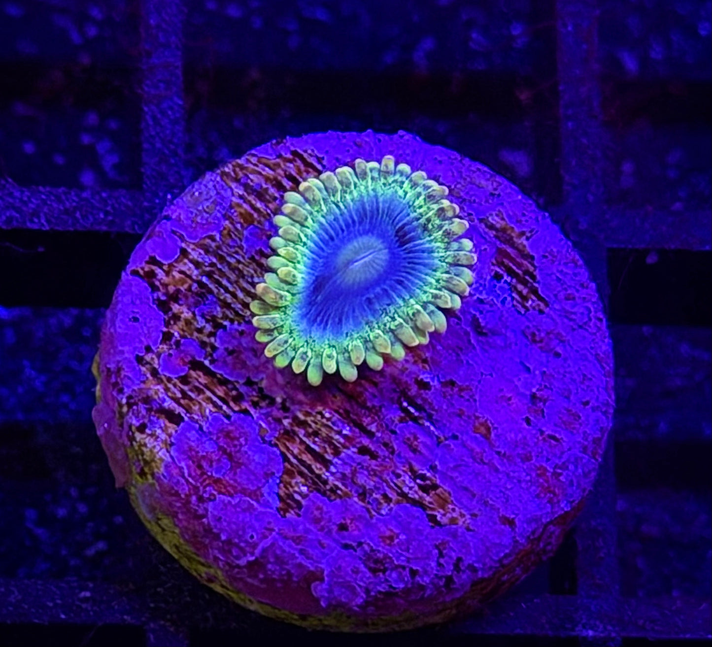 Rainbow Rhino Zoa