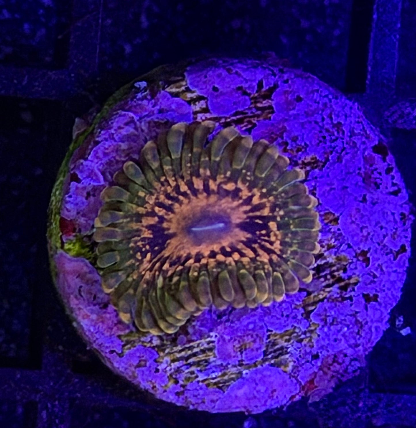 GMK Zoa