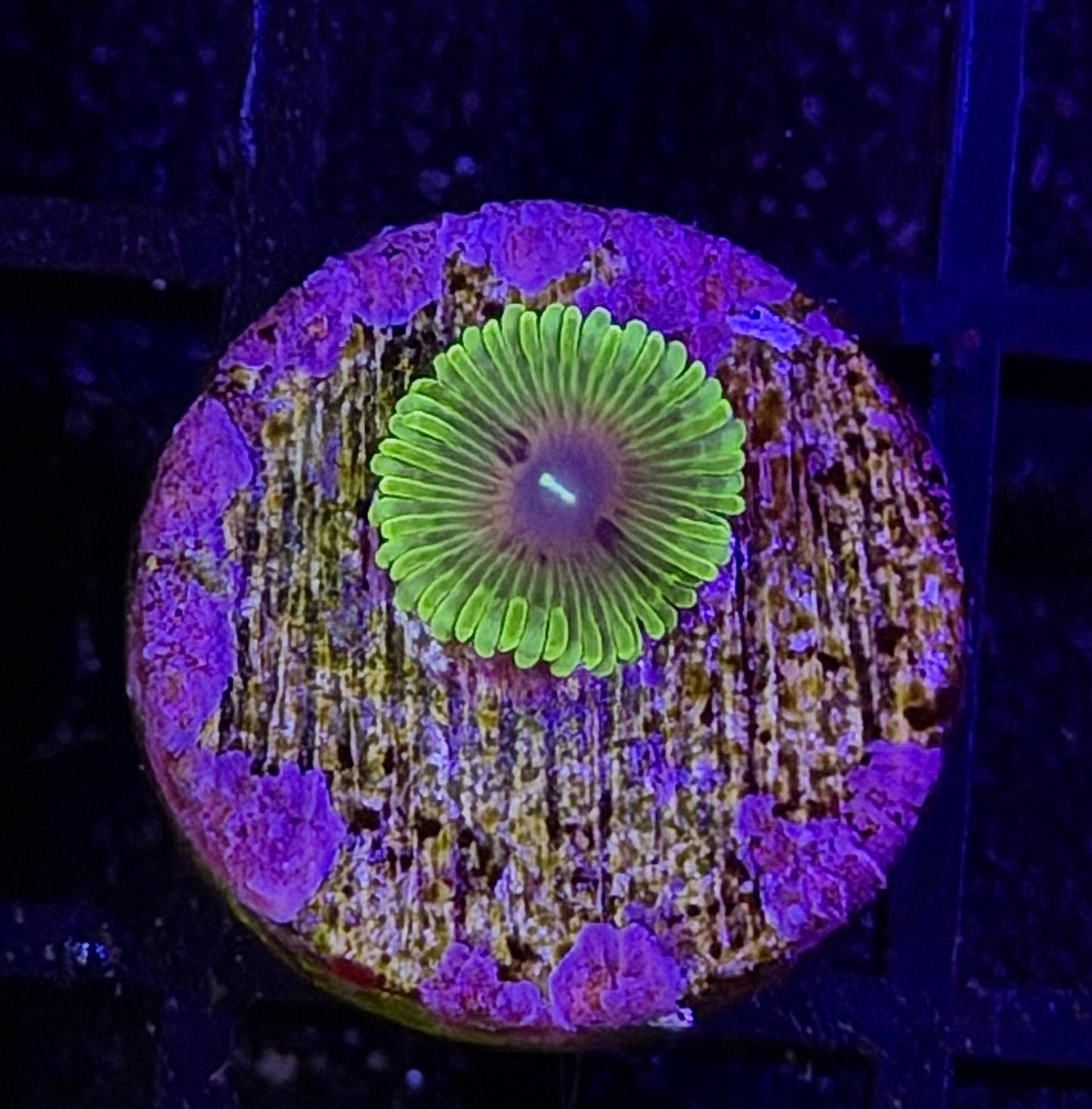 Oscar The Grouch Zoa