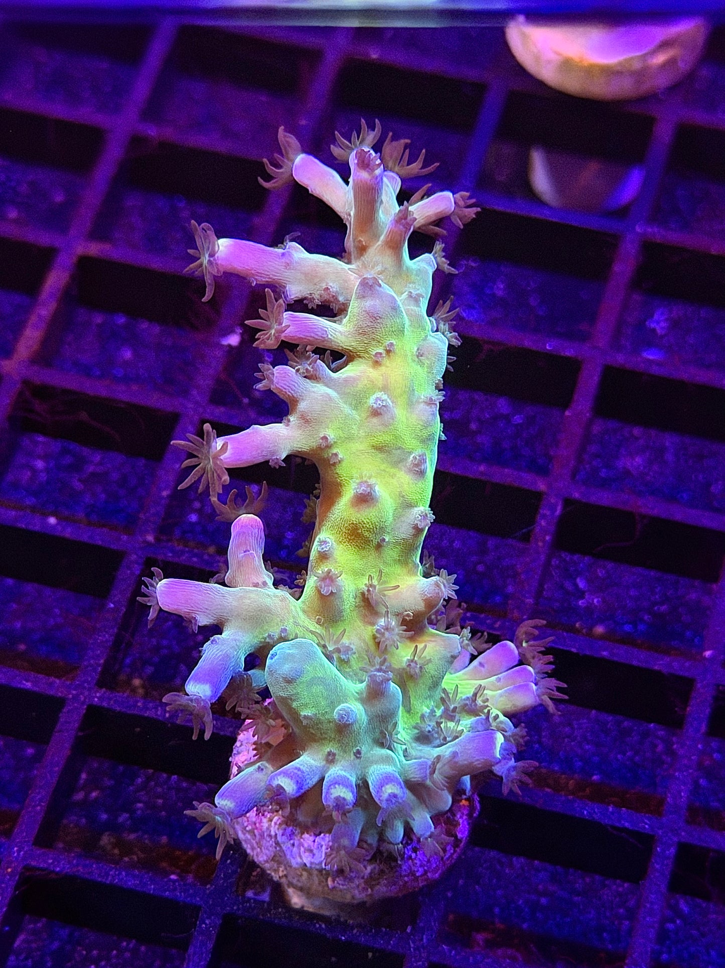 Yellow Tip Tort