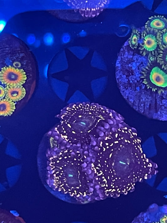 Indestructible Stratosphere Zoanthid