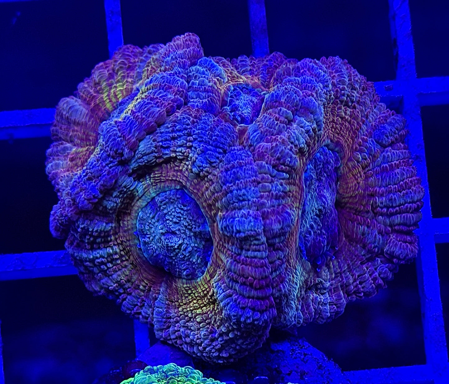 Grave Digger Hologram (Orange Glitter) Acan