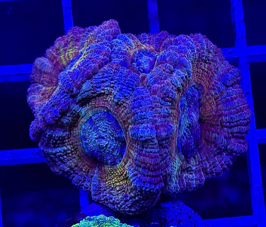 Grave Digger Hologram (Orange Glitter) Acan