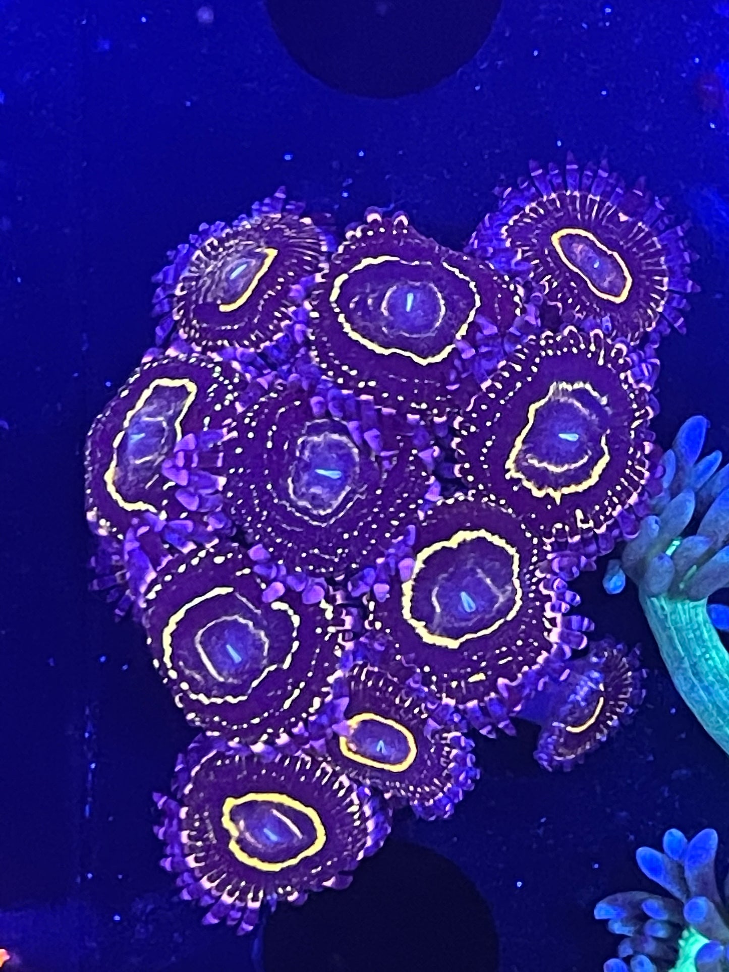 Indestructible Stratosphere Zoanthid